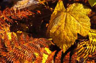 Frosty leaves-5003